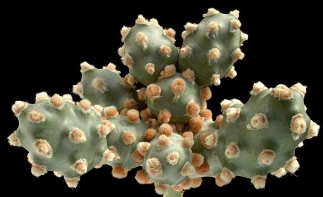 Tephrocactus_molinensis